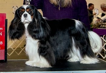Ch. Laurelwind Solitaire
