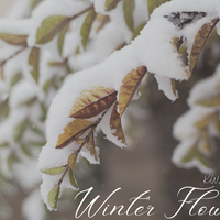Winter Flows by earth2kwasi