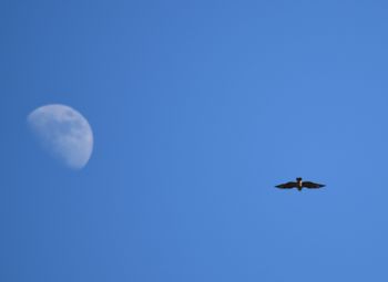 Colorado Falcon Moon!
