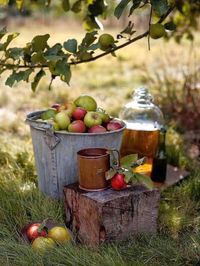 Evans Orchard Fall Festival