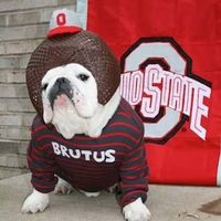 Buckeye Bulldog Rescue