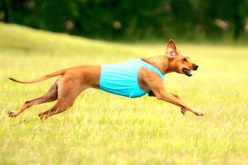 Hermani is an avid lure courser, earning her Master Courser title & points towards her FCH
