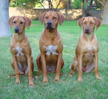 Ridgebacks are naturally protective without being aggressive - reserved with strangers, devoted to those they love.
