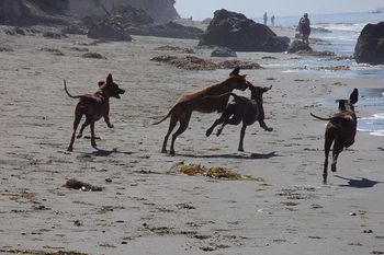 Ridgebacks play the same way they hunt -- chasing, leaping, body-slamming.

