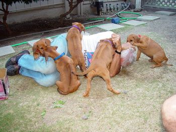 Ridgeback puppies ganging up on their unsuspecting "victim."
