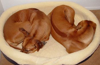 Ridgebacks are powerful and stubborn, yet very sensitive. Harsh treatment is not tolerated.
