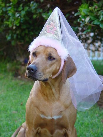 Hermani celebrates her birthday in style
