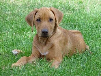 Baby Hermani at 11 weeks of age

