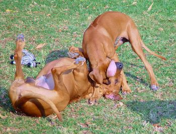 Sometimes a good head lock is necessary :o)
