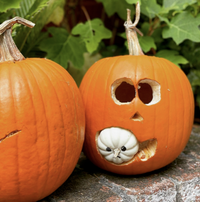 Flatbed Farm Pumpkin Carving and Cocktails Event