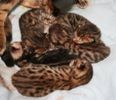 Kitten Deposit (Non-refundable)