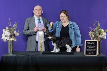 Thank you to Breeder Judge Dale Martin for awarding Crumb Best Puppy In Show, Best Tricolor In Show, and Best Bred By Exhibitor Dog at just 7 months old!
