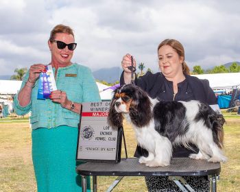 Cubby's first major (4 points!) at the Mission Circuit. Thank you to judge Sioux Forsyth-Green.
