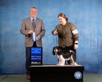 We are so thrilled that Biscuit earned her first major, under respected Judge Mr. Dana Cline, at just 9 months old. She was WB, BOW, and Best Bred By Exhibitor.
