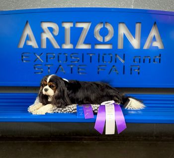 WB & a major (from the bred by class) at the Sahuaro State Kennel Club under judge Nancy Bodine
