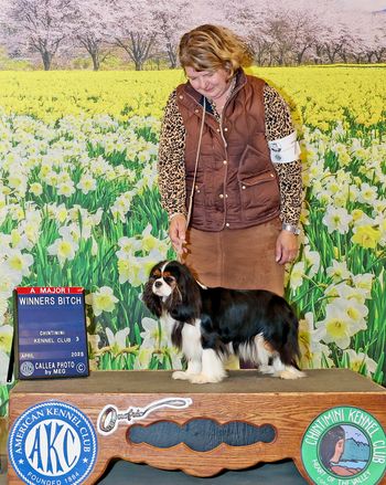 WB for her first points (and a major!) at the Chintimini Kennel Club, handled by Amy Rutherford
