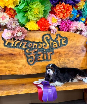 WB & BOS (over specials!) for a major at the CKCSC of Central AZ specialty under breeder-judge Jean Tremblay

