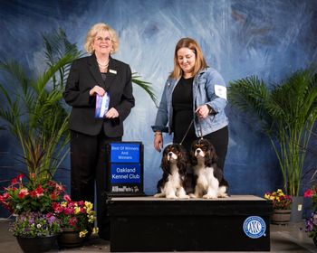Thank you to Judge Vicki Abott for recognizing these two 9-month-old littermates! WD/BOW for Crumb and WB for Biscuit.
