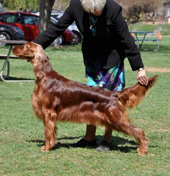 Ch Meadow Run N' Conamara Windwalker. "Windy" the show dog.
