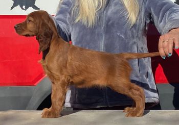 No Collar Girl
