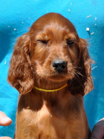 Yellow Boy. Winking
