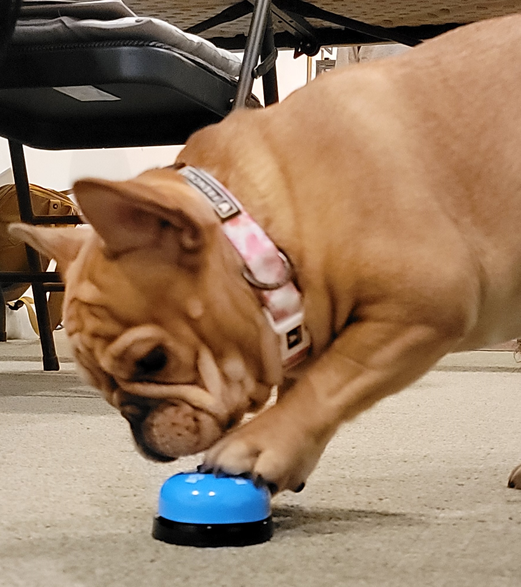 French bulldog pawing at a service bell