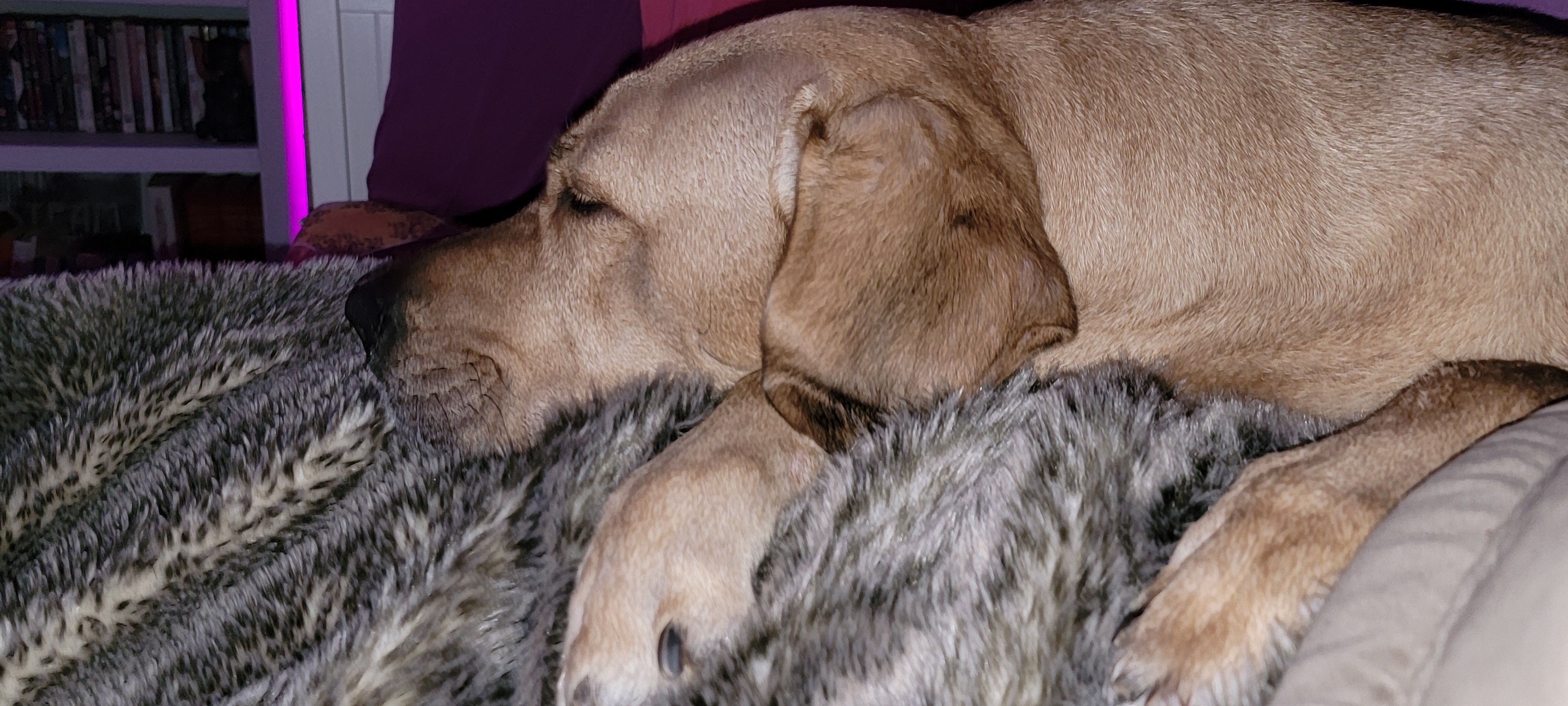 Brogolmer dog sleeping on a faux fur blanket