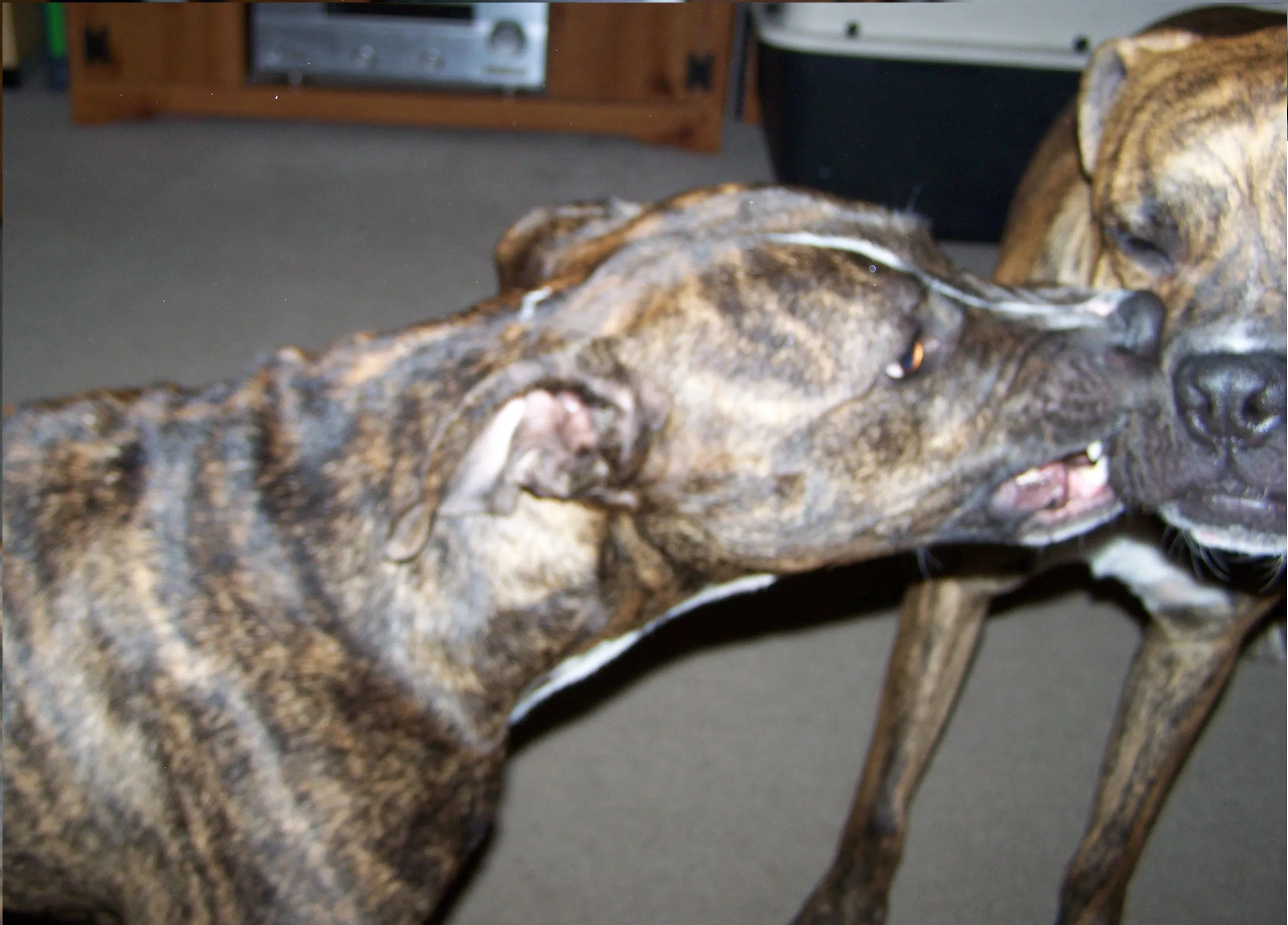 Bull terrier nipping a boxer's jowl