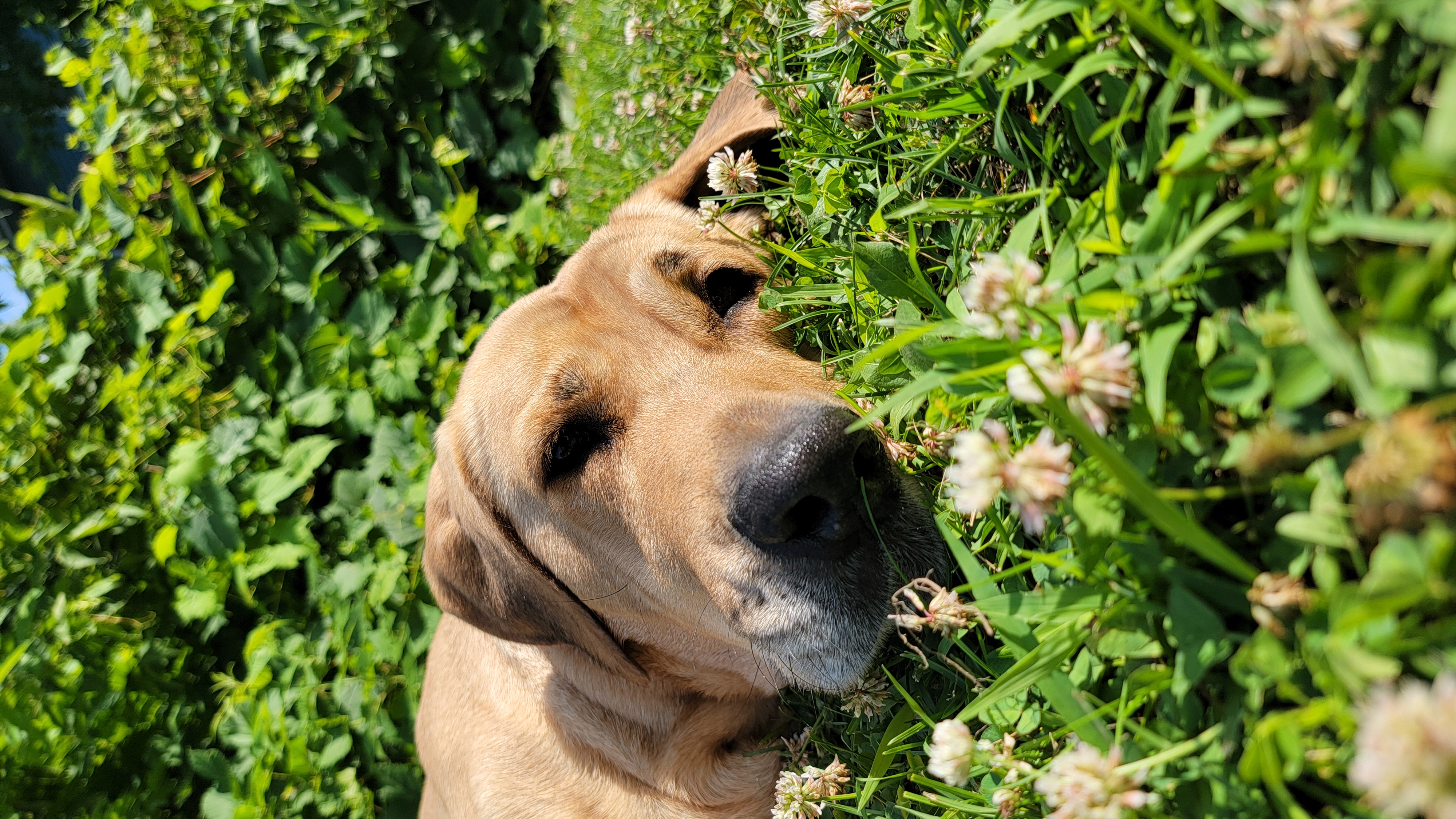 Hariette the Broholmer is laying on her side in the grass