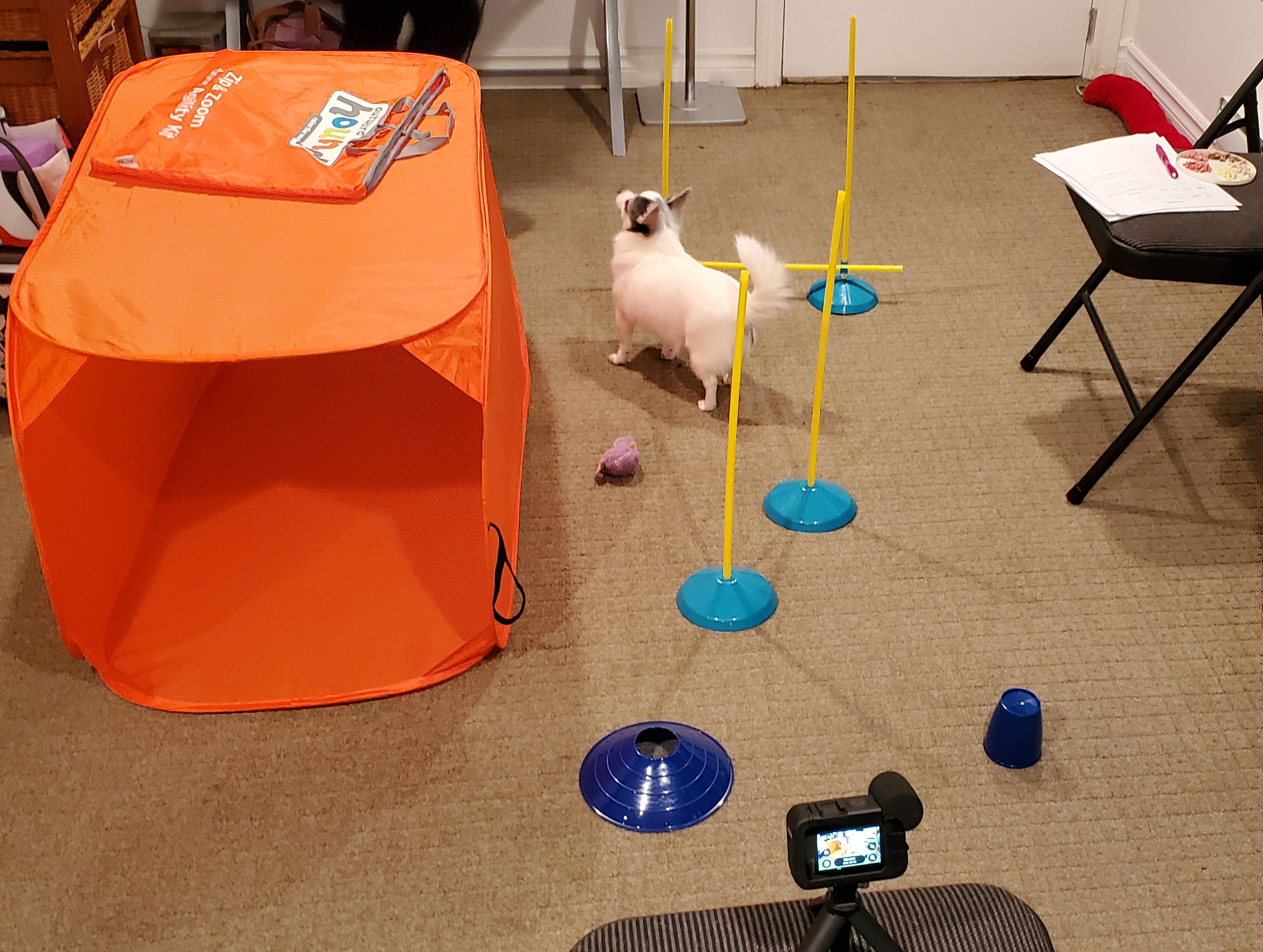 Chihuahua during a training session with agility equipment