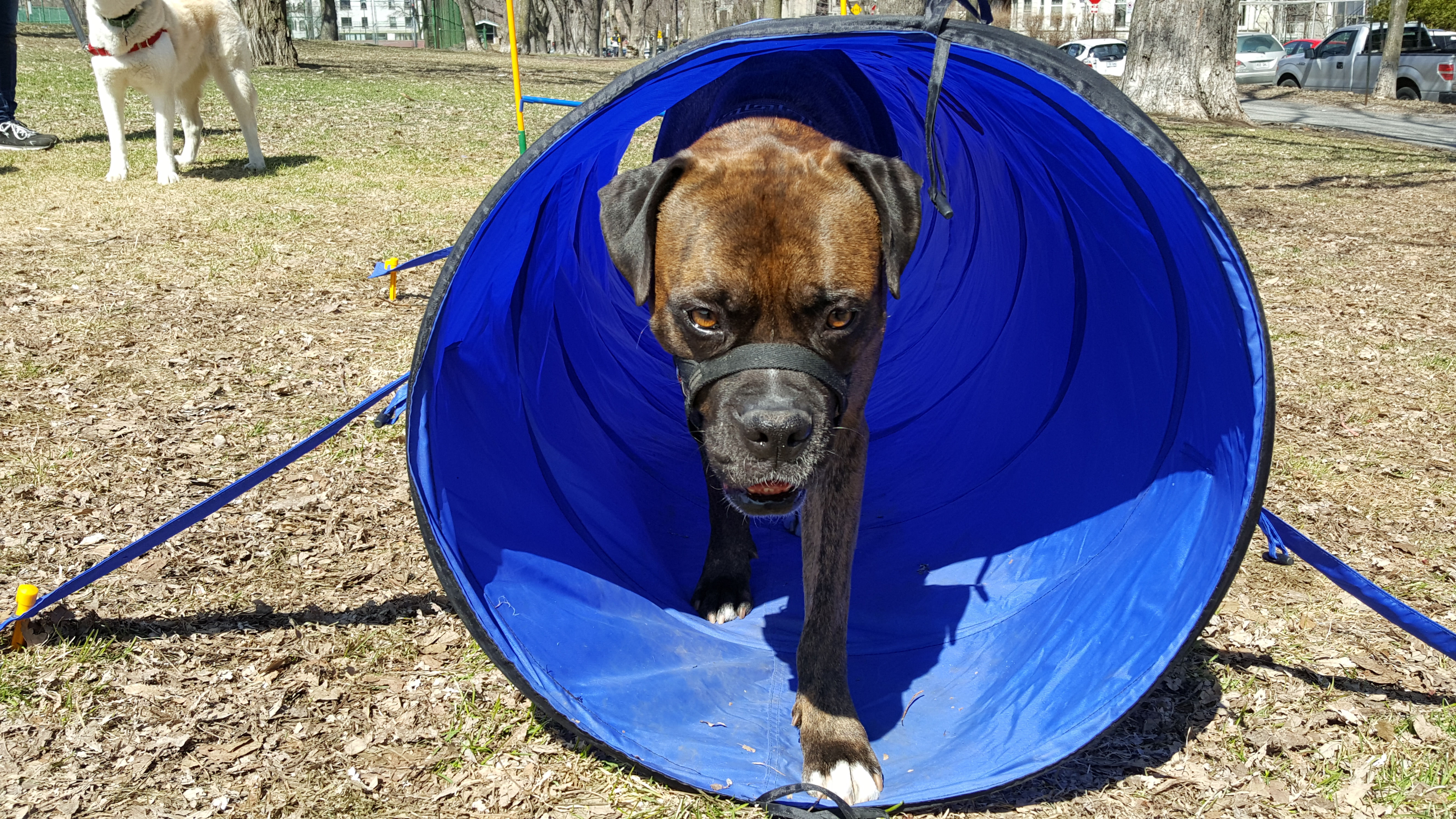 Boxer walking out of a blue agility tunnel