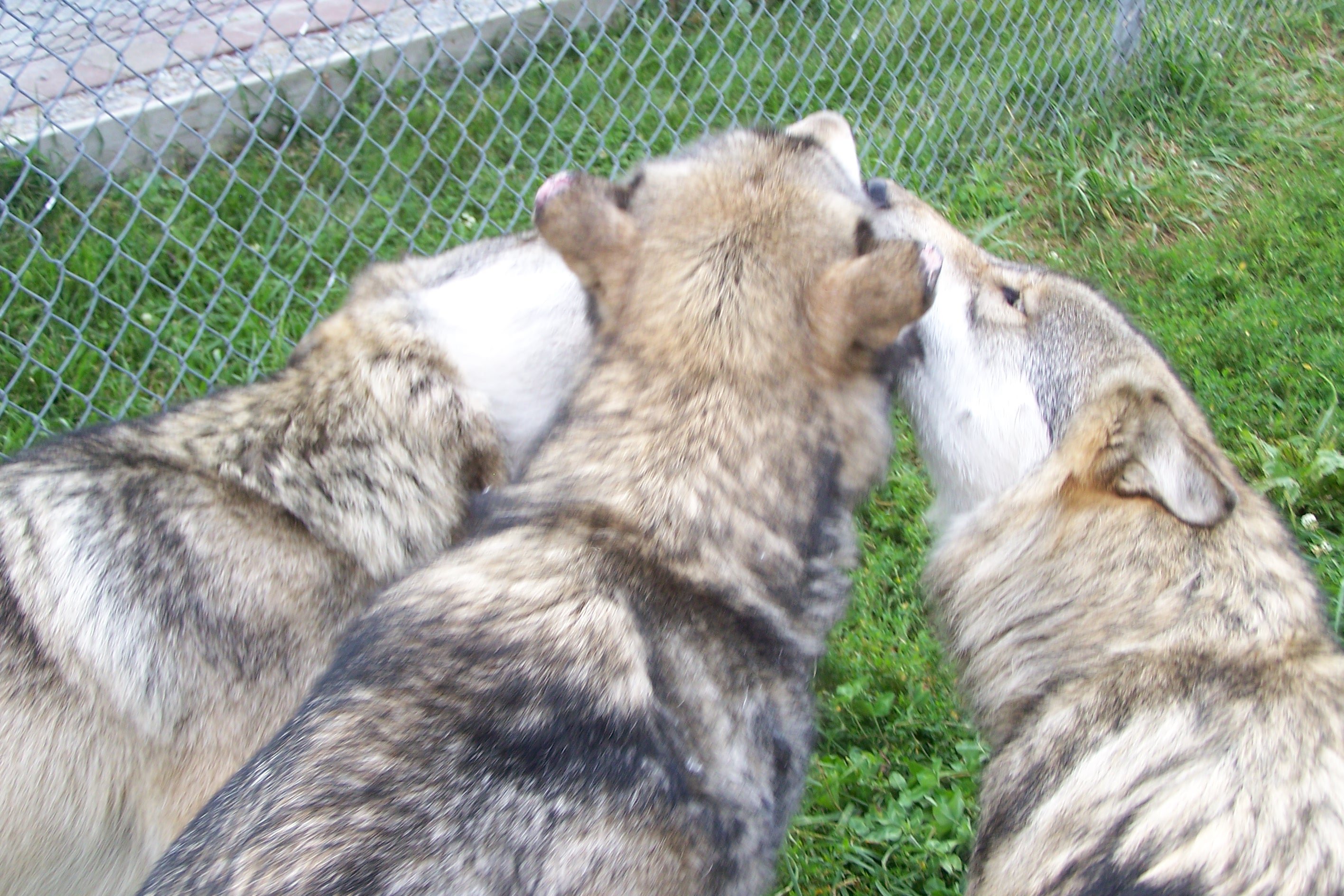 Two wolves licking the dominant male's mouth 