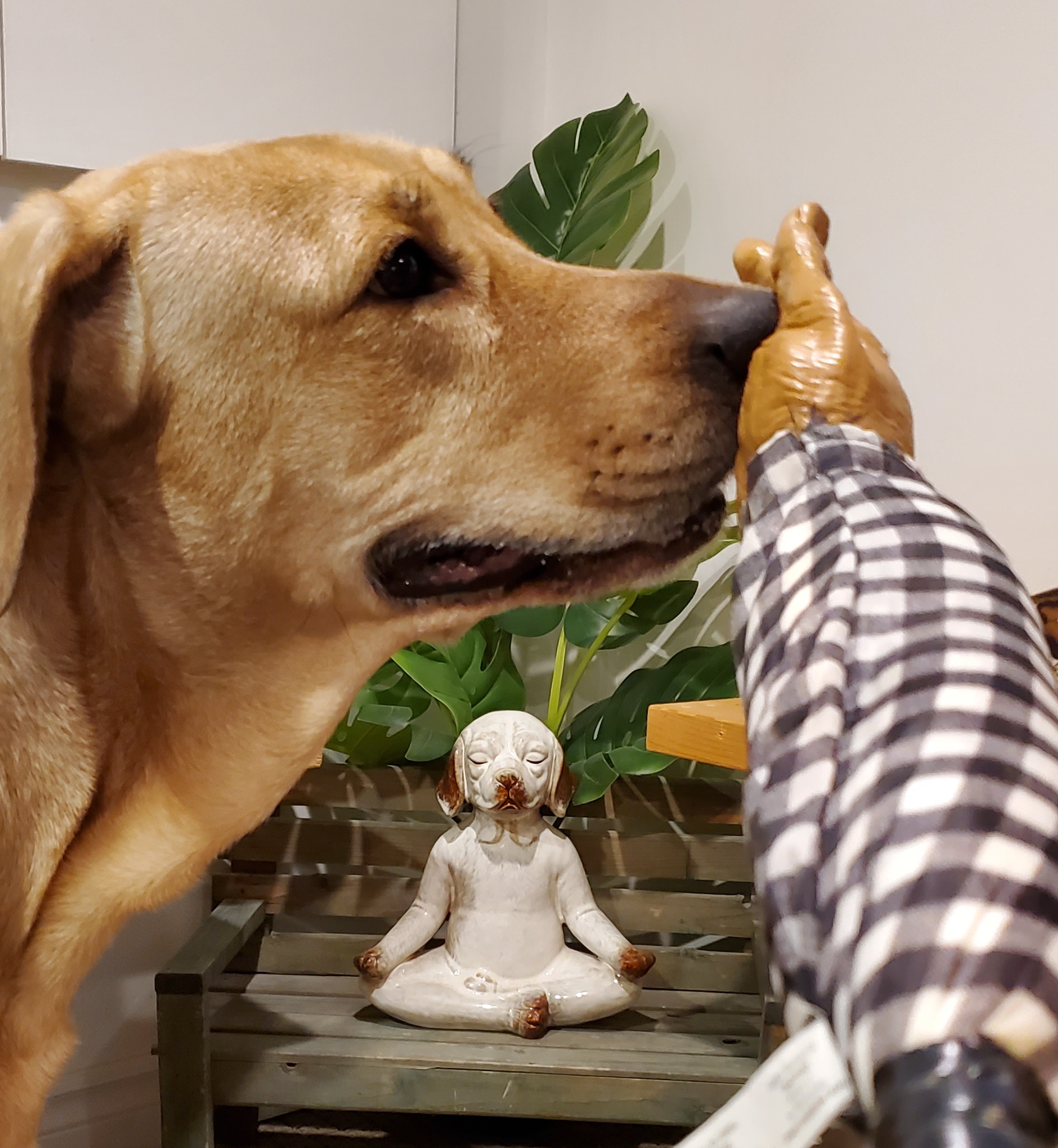Broholmer touching a plastic hand during a dog training session