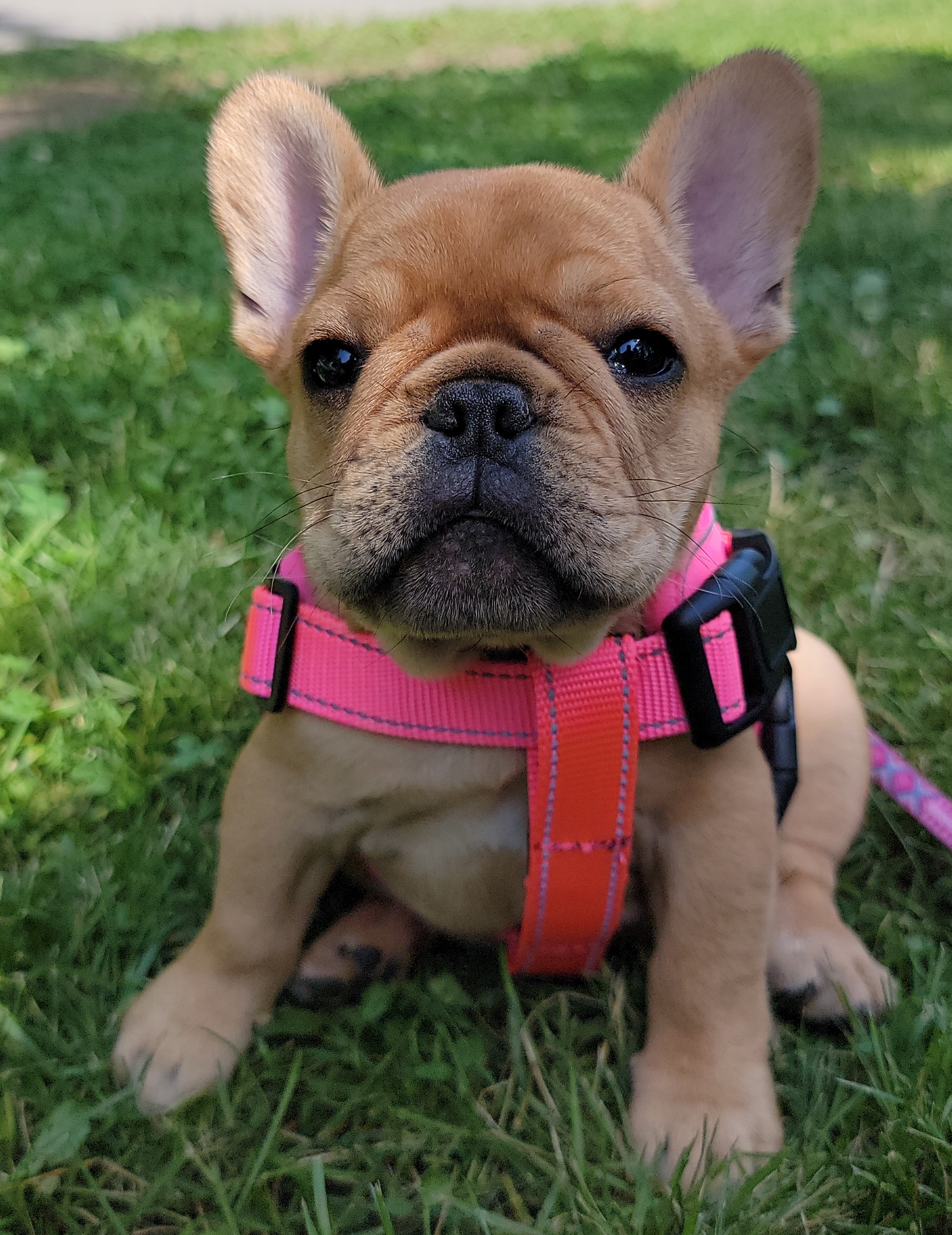 French bulldog puppy sitting in the park during a service dog training session in the summer