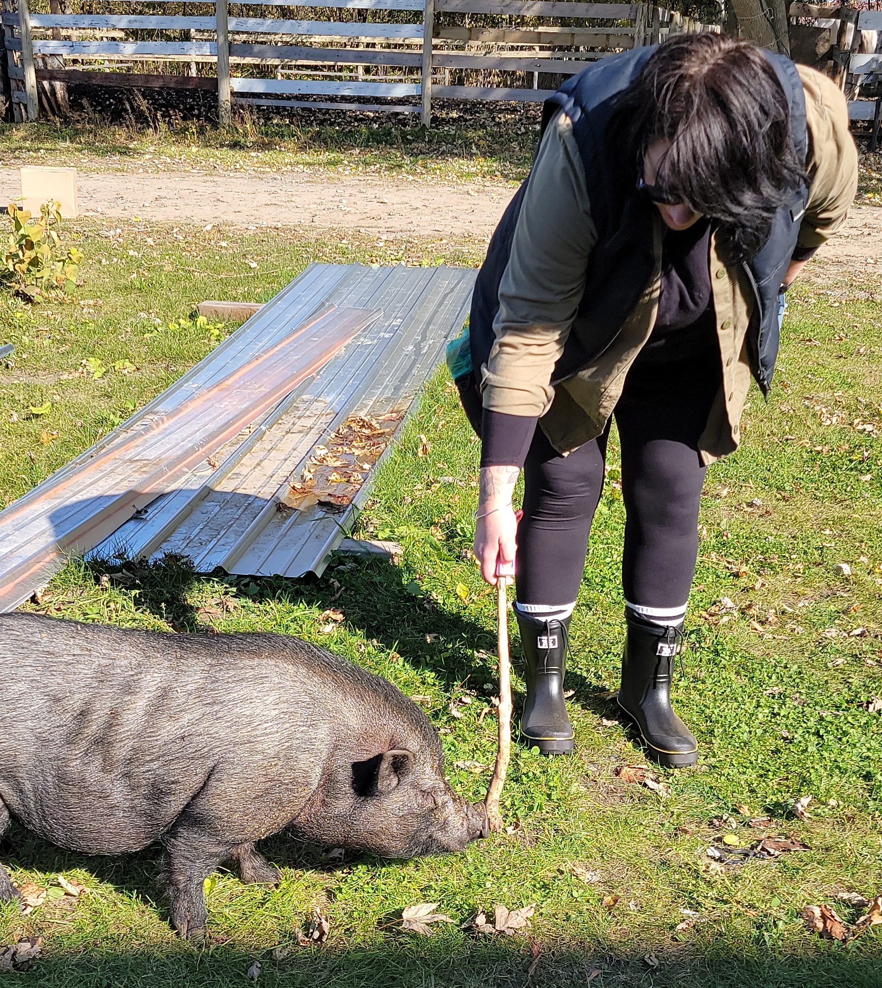 professional dog trainer student target training a potbelly pig