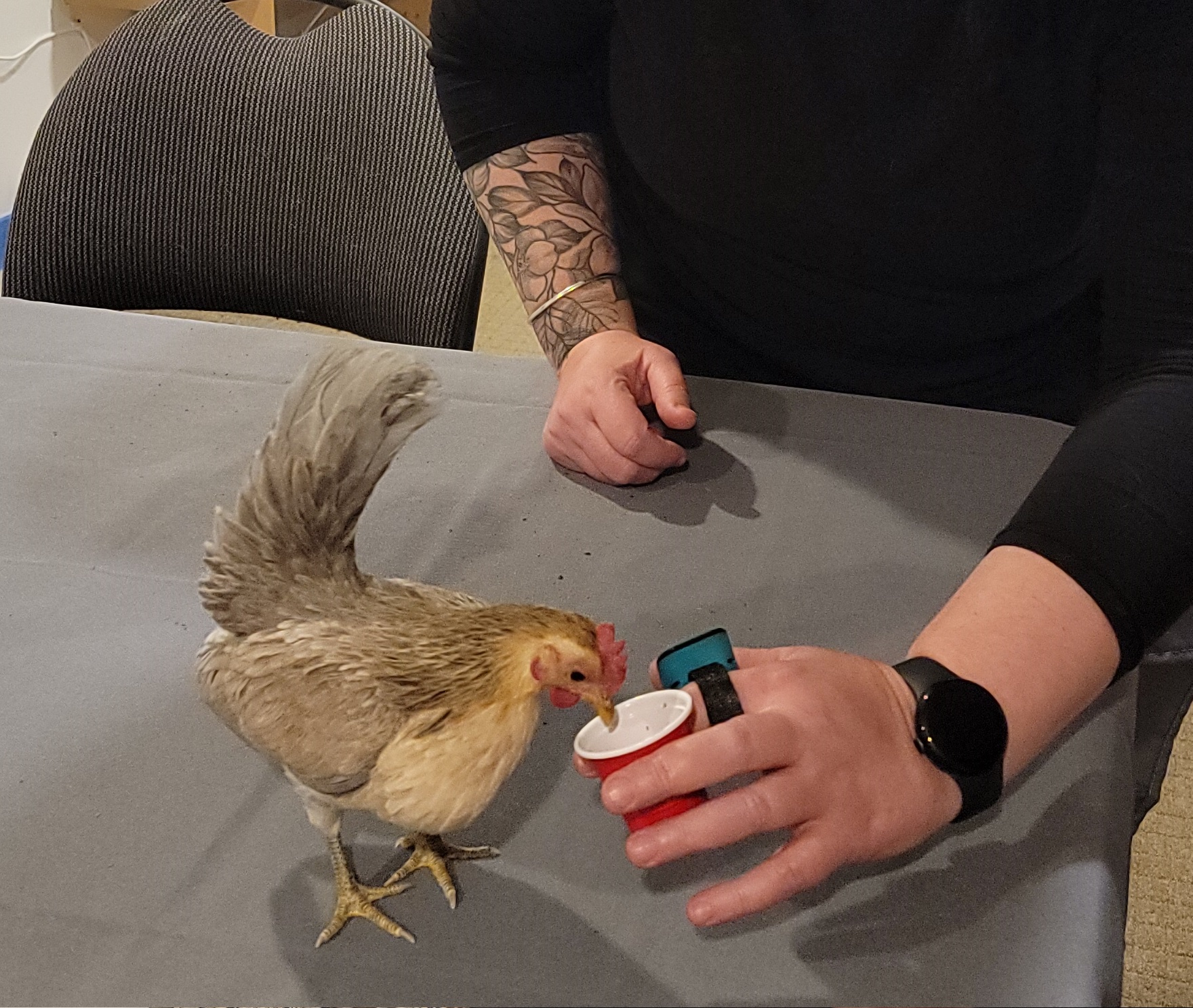 Clicker training a serama chicken during the professional dog trainer certification course