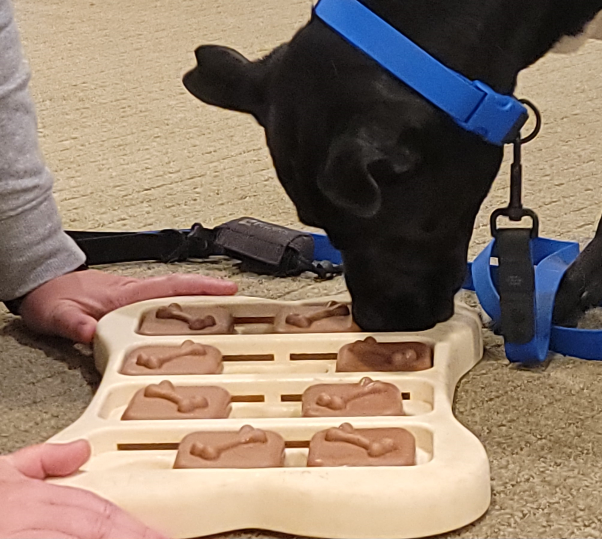 Black dog playing a directed brain game during the professional dog trainer course