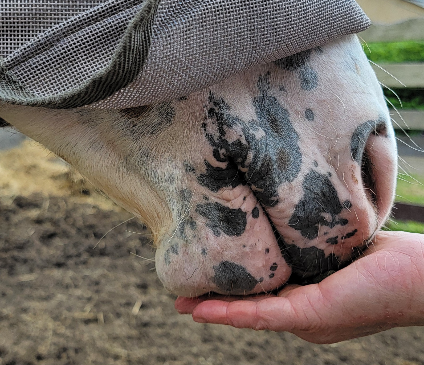 a white horse places its nose in a human hand during touch training