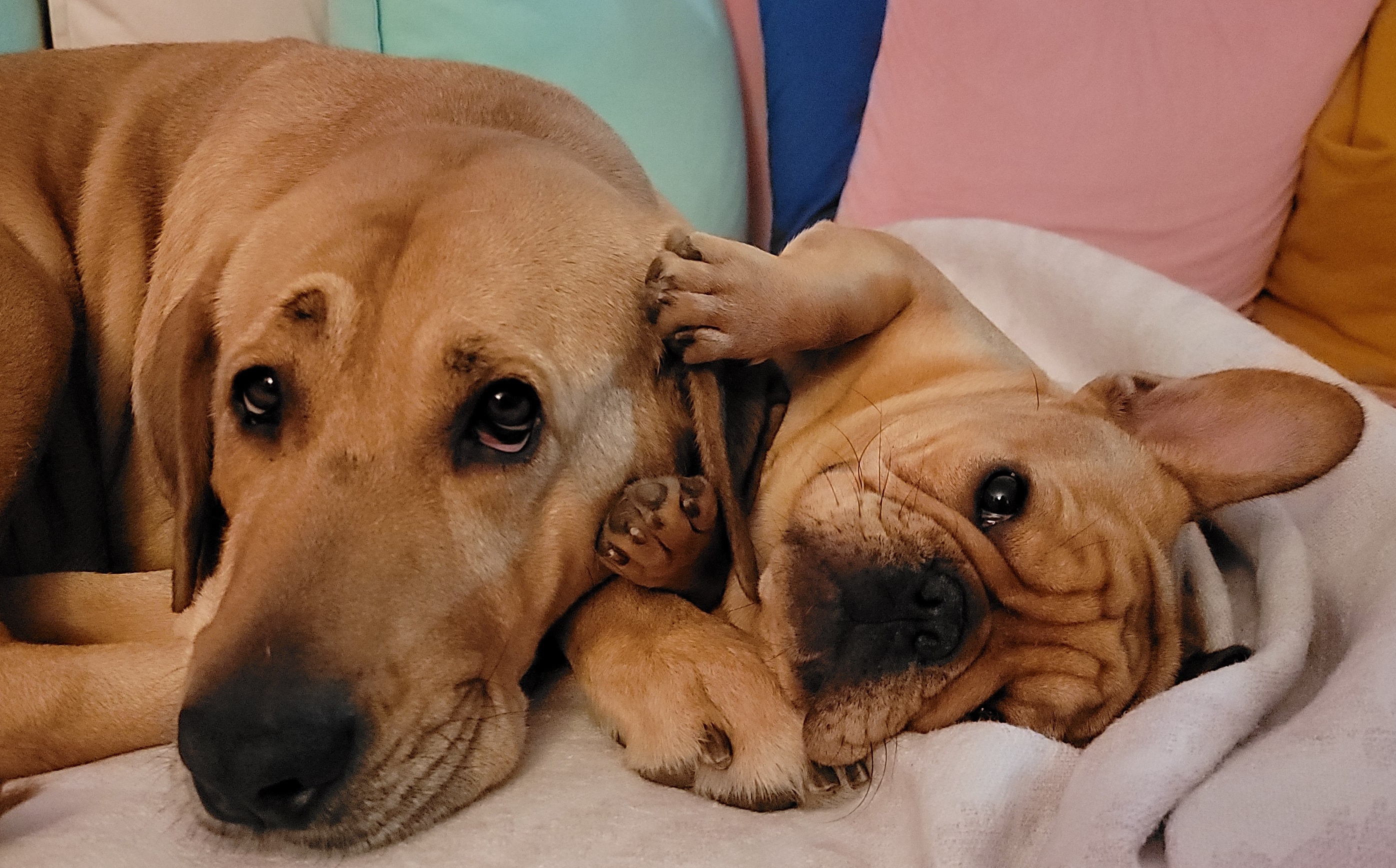Broholmer and french bulldog puppy lating together on a sofa