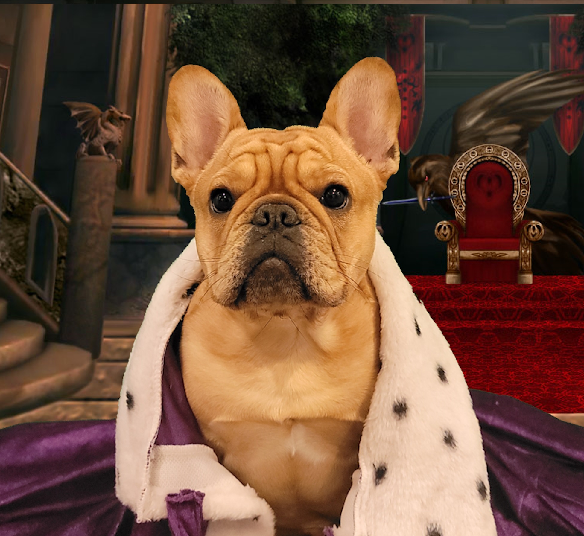 French bulldog in a king's cape in from of a throne