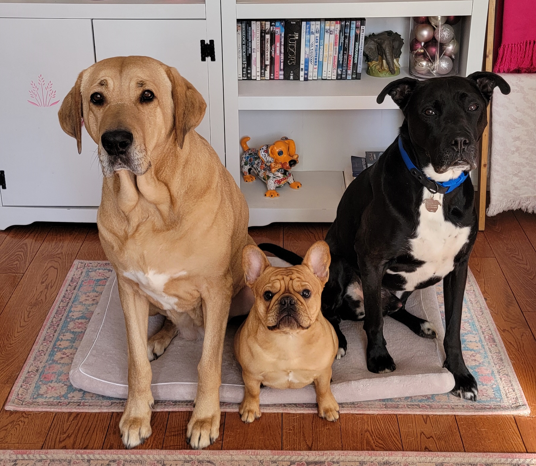 A broholmer, french bulldog, and black mixed dog sit together in front of a bookshelf.