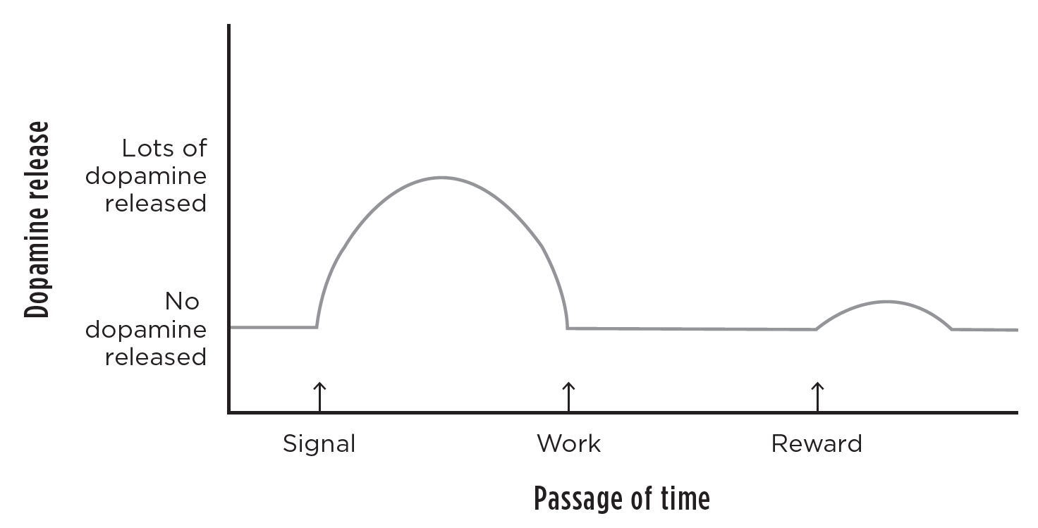 Dopamine spike according to Sapolsky 