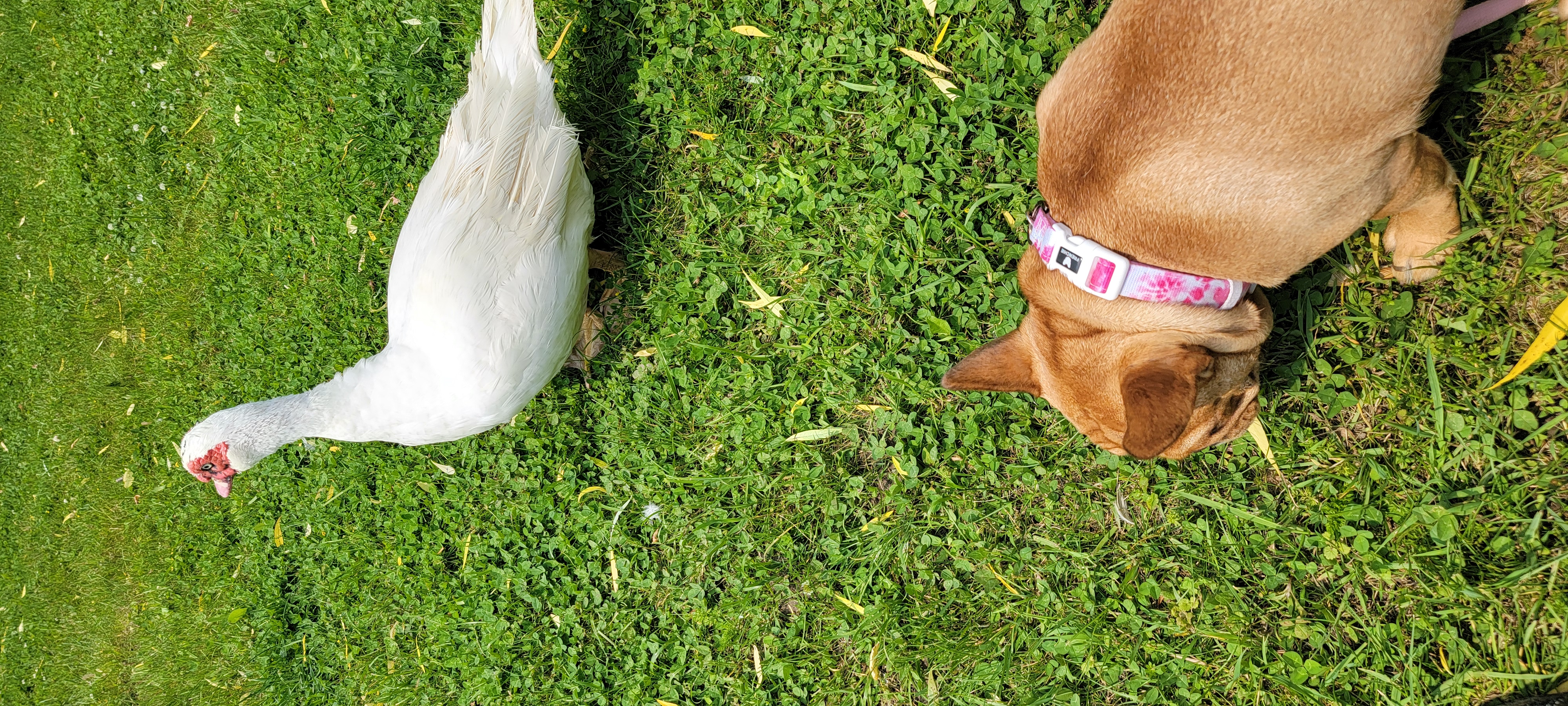 A duck and a french bulldog outside on the grass, side by side, existing in harmony