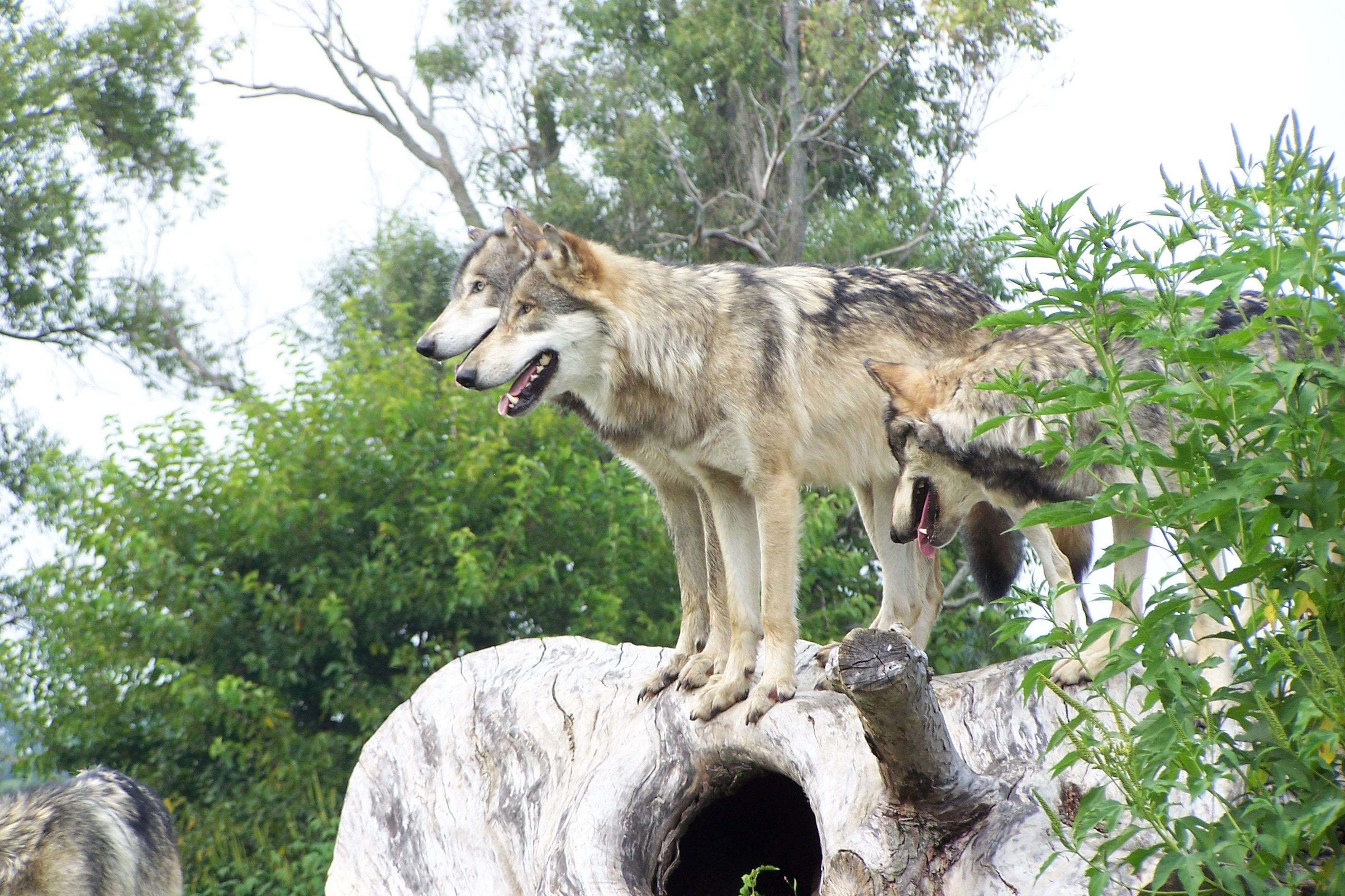 Three wolves standing of a shallow tree trunk