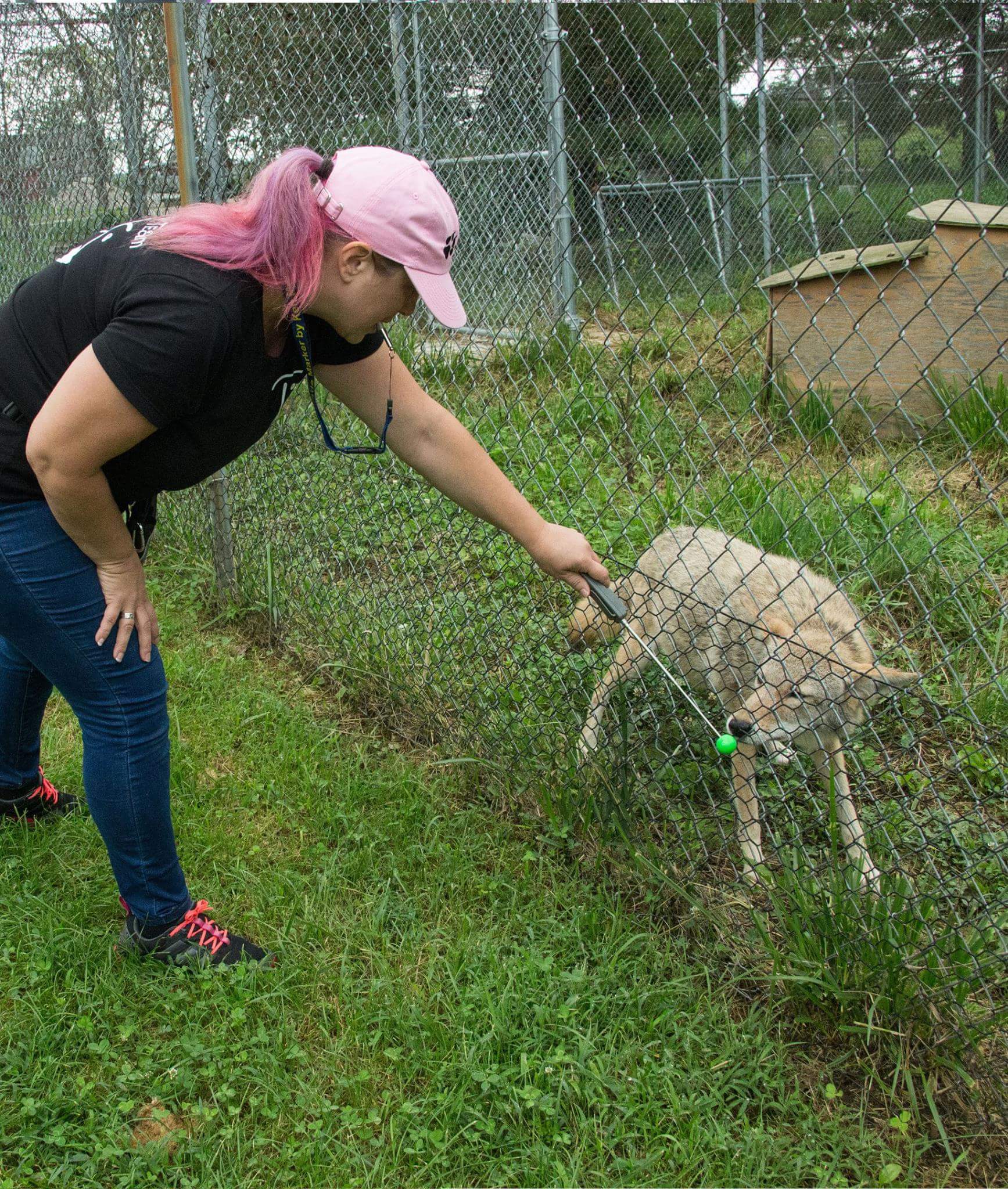 Gaby Dufresne-Cyr target training a coyote
