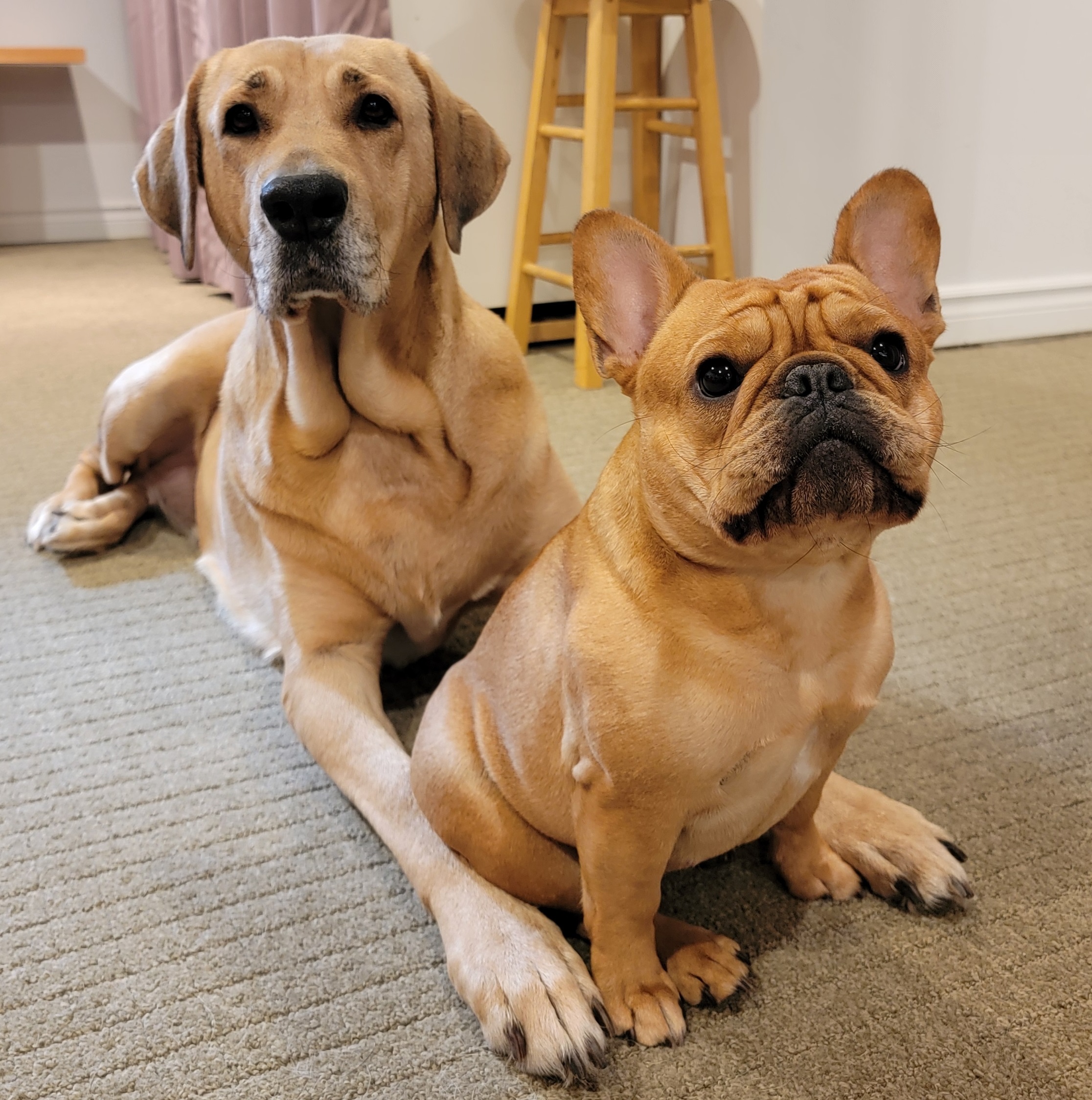 Broholmer and french bulldog. The brohlmer is laying down and the Frenchie is stting between its legs