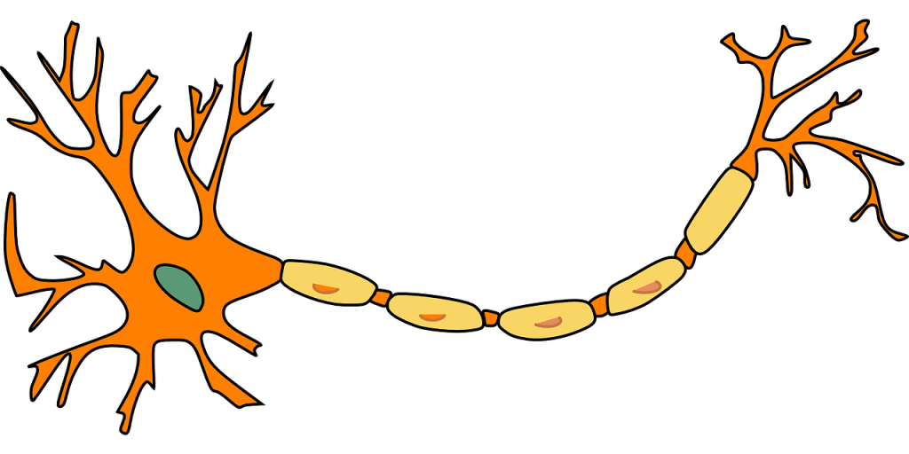 Colour drawing of a neuron
