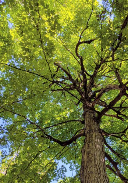 Looking up into a tall tree