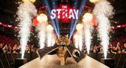 The Stray (Wrestling Cat T-Shirt)