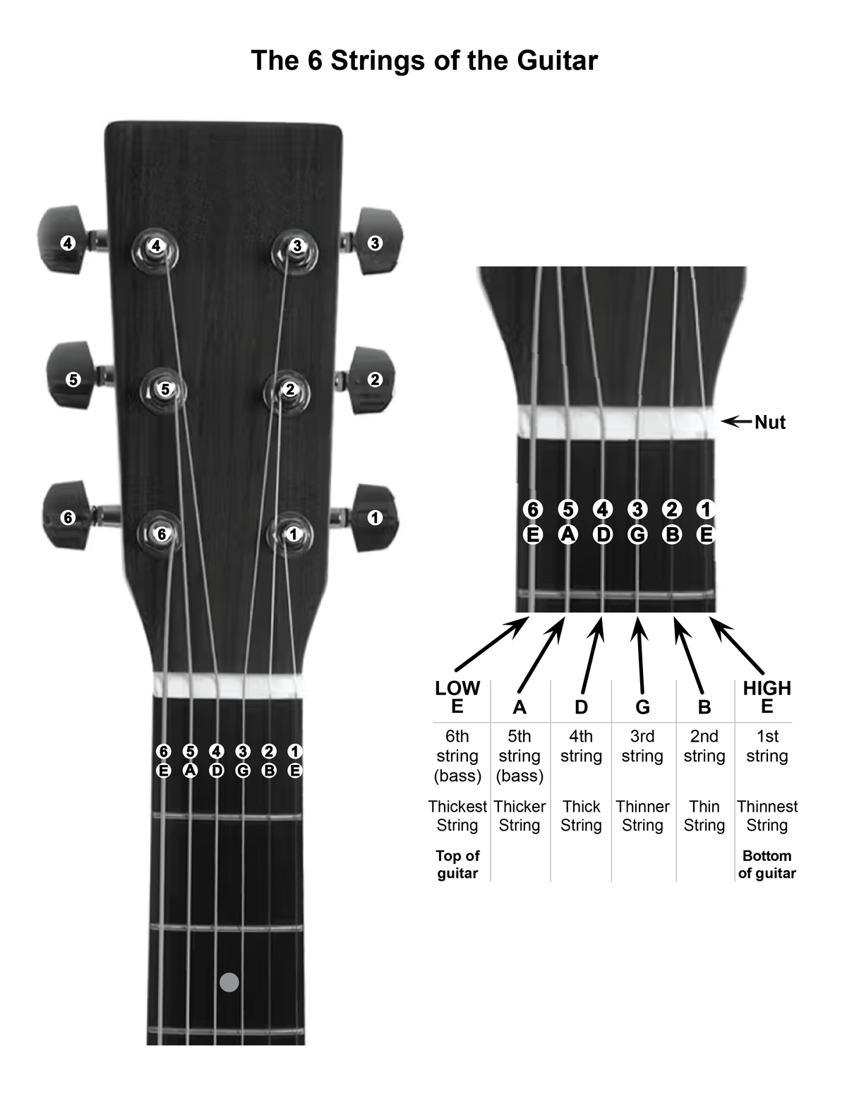 Download your FREE 6 Strings of the Guitar Chart today!